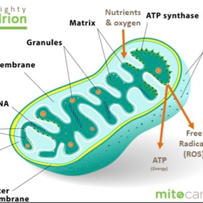 The powerhouse of the cell