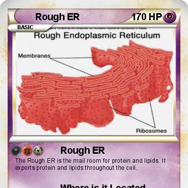 Modify. Enhance. Deliver. Vote Rough Endoplasmic Reticulum for Organelle in Chief 2018!!