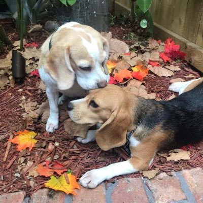 Two beagle girls - accepting of affection and treats