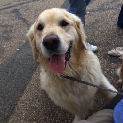 mplericky123's profile picture. Teaching assistant, dog lover 🐶🐶