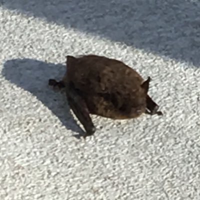 Bats_in_a_jar's profile picture. A professional gelatine skeleton