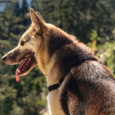 Half Husky & Half German Shepard  Instagram: @pequeno_oso