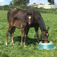 Kinsale Farm & Stud (@kinsales) 's Twitter Profile Photo Kinsale Farm & Stud (@kinsales) 's Twitter Profile Photo