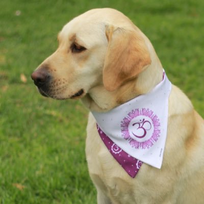 Accesorios para mascotas