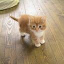 Sarah Gover - @missgover - Twitter