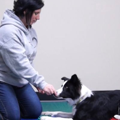 I am passionate about canine fitness and improving communication between dog and handler. I am a CCFT and KPA CTP