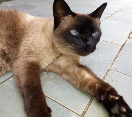 Direct from Cat of Thrones
Os primeiros felinos do seu Reino.