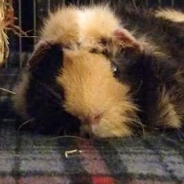 - Guinea pigs: S'mores, Edward, Finn and Stanley🐹

- 
🌈 Rest in Peace Kit Kat, Reeses, Tyrion, Dusty & Andrew❤️ we love and miss you ❤️