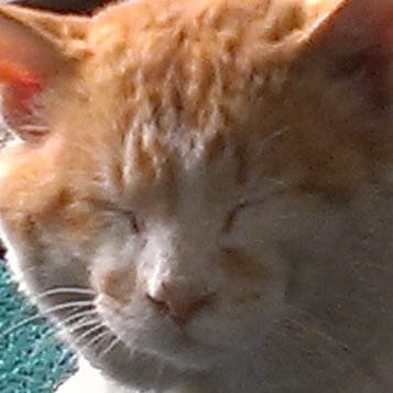 sylchisha91's profile picture. 雑垢