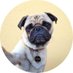 pugs (@pugs_33) Twitter profile photo