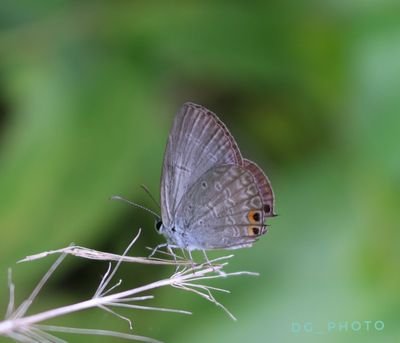 PaceDai9's profile picture. hitam Kulit Keriting Rambut