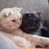 ノエル&オレオ (@noel_and_oreo) 's Twitter Profile