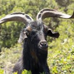 negra_cabra's profile picture. Políticamente insurrecta y loca como una cabra. Estoy harta que nos crean estúpidas. Canaria de riscos izquierdos. ✊🏾