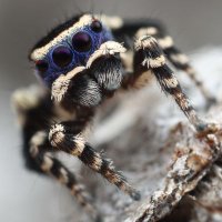 Michael Doe (@maratus_spider) 's Twitter Profile Photo Michael Doe (@maratus_spider) 's Twitter Profile Photo