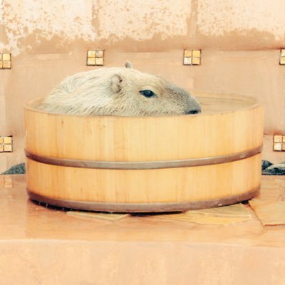 hana17mari's profile picture. なやみがちなしんりやさん。いつもねむいひと。