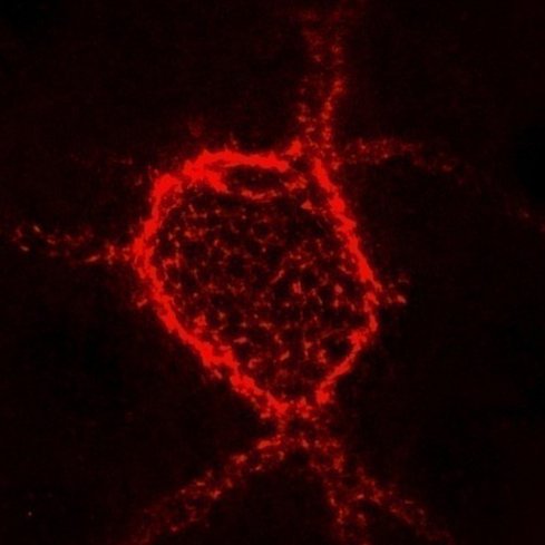 Kwok Lab Profile