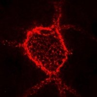 Kwok Lab (@kwoklab) 's Twitter Profile