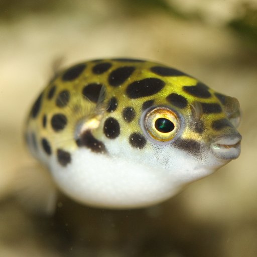 Little Green Puffer image By Starseed [CC BY-SA 3.0 de / CC BY-SA 3.0], from Wikimedia Commons