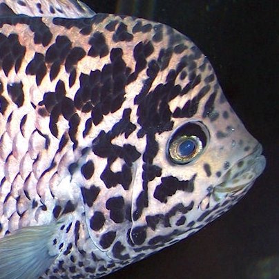 Just a collection of cool fish pictures
check me out on instagram
check out my dope website