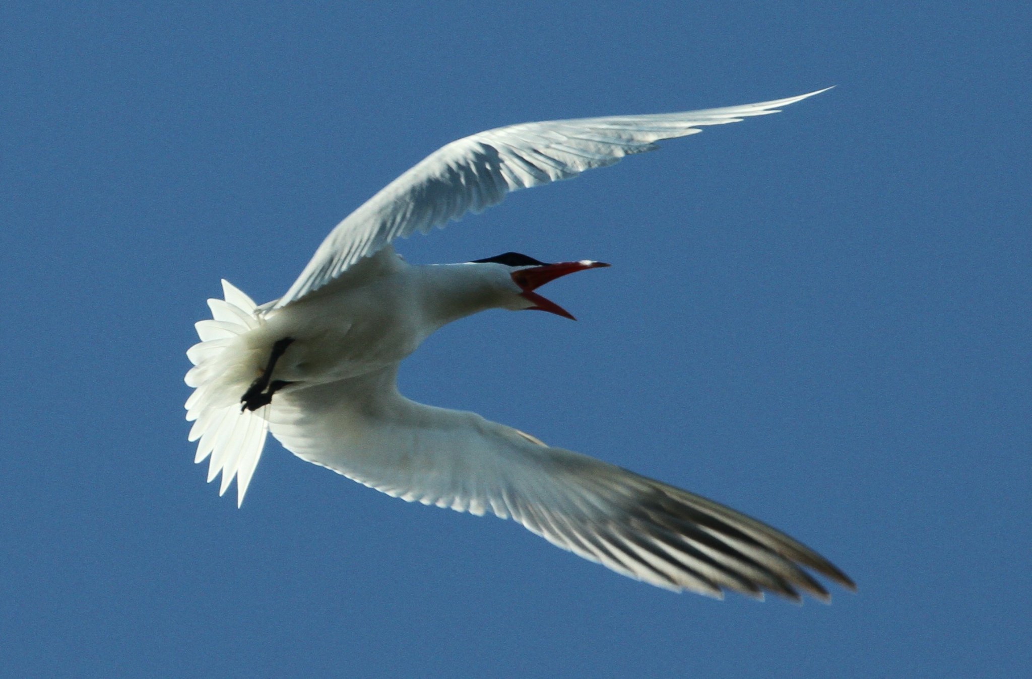 Student of winged and flippered things. Studying animal movement to inform the conservation of nature.