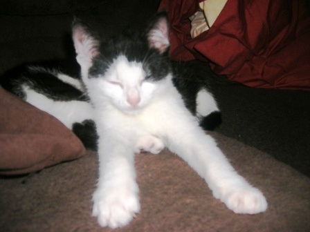 I'm Rodney a Welsh cat, i'm small, cool, and new, but big if you know what i mean girls...