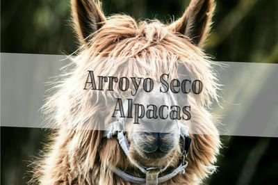Prepare to have your mind blown by the softness, warmth, and quality of our one-of-a-kind alpaca products!