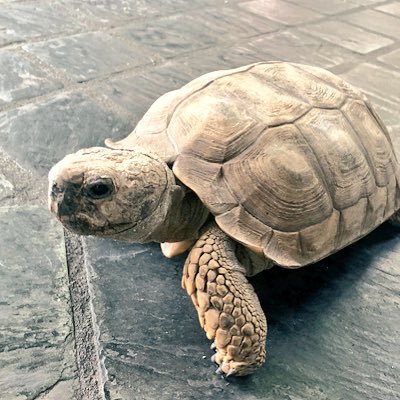 ¡HOLA! •Soy la tortuga con el nombre mas original e inclusivo del mundo. •Me llamo Manuelit@ porque mis dueños no saben que sexo soy •Me encanta comer y dormir