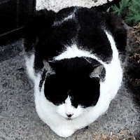 Momo Sakura (@momosakura555) 's Twitter Profile