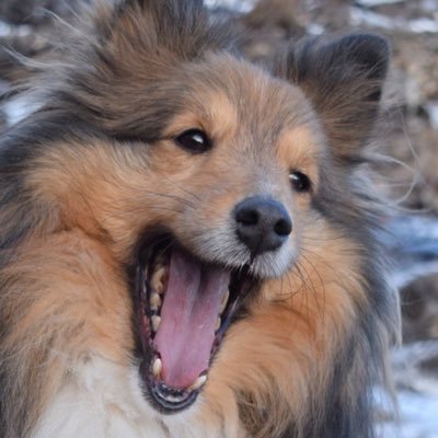 21/09/11 | Sheltie | 🇳🇴 | I enjoy snuggles, snoozing and snacking! | Owner: @Faentomet