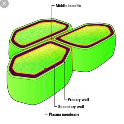 cdub4prezi's profile picture. Cell Wall’s are the best! Lysosomes = 🗑