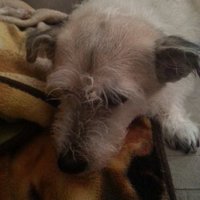 DINO THE DOG !!!(@MP49312602) 's Twitter Profile Photo