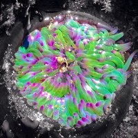 UoP Marine Biology (@uopmarinebiol) 's Twitter Profile