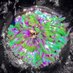 UoP Marine Biology (@uopmarinebiol) Twitter profile photo UoP Marine Biology (@uopmarinebiol) Twitter profile photo