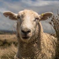 Der Dippl Insch (@der_dippl_insch) Twitter profile photo