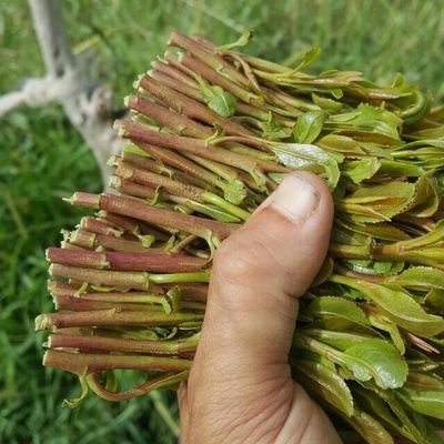 E4X2z0FW7COI3NP's profile picture. ‏‏مشتاق لك شوق المهلهل لجساس
شوق الملك تبع لخد الجليلة