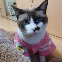 あん (@natunoan) Twitter profile photo