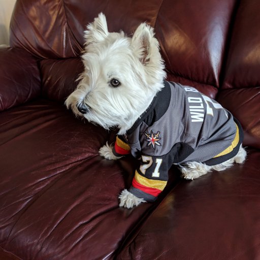 Golden Knights 🏒 die hard fan. West Highland White Terrier (Westie)
YouTube - https://t.co/2Kgpn0j9g0…