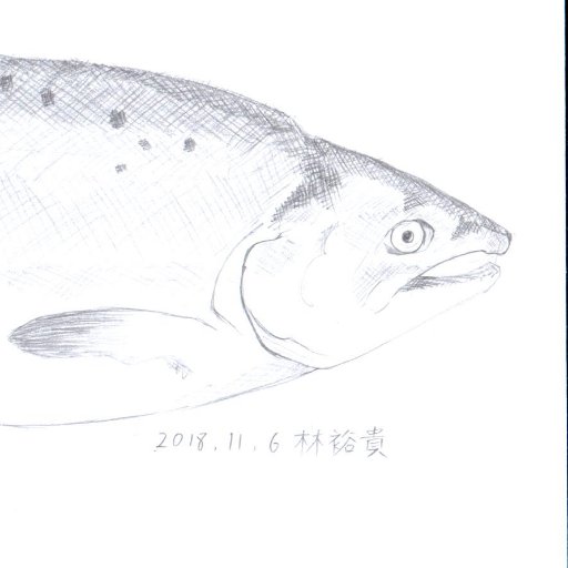 Kiwi_Linさんのプロフィール画像