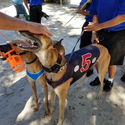 I volunteer for and foster retired racers through GST's Sun State Greyhound Adoptions.
I support greyhound racing in the state of Florida.