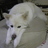 kalte_mond's profile image