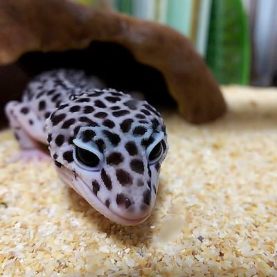 ウーパールーパー白い Upa White Twitter ウーパールーパー白い Upa White Twitter
