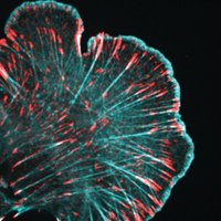 Swaminathan Lab (@labswaminathan) 's Twitter Profile Photo Swaminathan Lab (@labswaminathan) 's Twitter Profile Photo