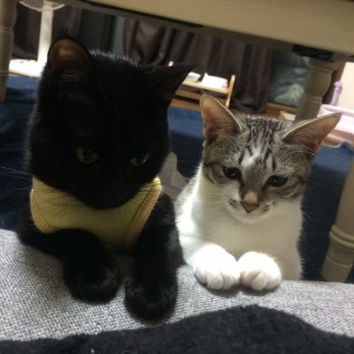 黒猫ちょびまるとサバ白メイと麦わら松風と猫ライフ満喫ちう❤