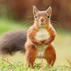 squirrel_sez's profile picture. if you want to follow me you've got to play pinball.