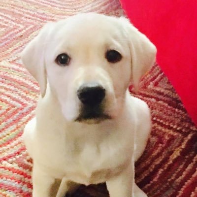 AmandaTraynor3's profile picture. feminist, wife, aunt, ardent advocate of women and animals💗