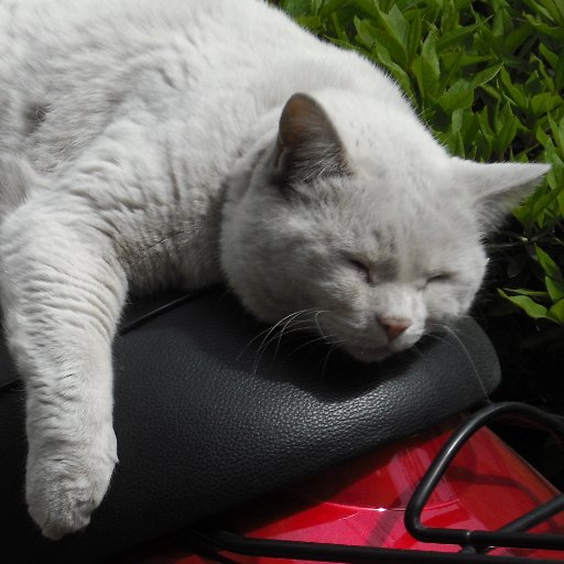 washi_k303's profile picture. rsのpi作ってなくもないです
好きな動物は犬です