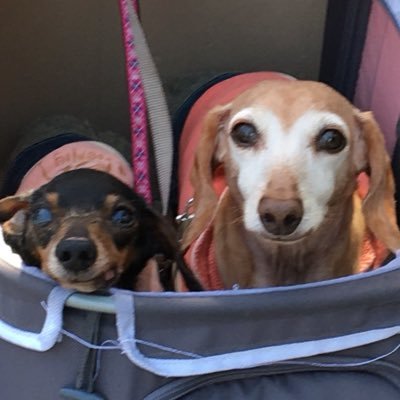 あずぷー 犬を外飼いしてる人は必ず必ず必ず家の中に入れてあげて欲しい 必ず 犬 外飼い 台風