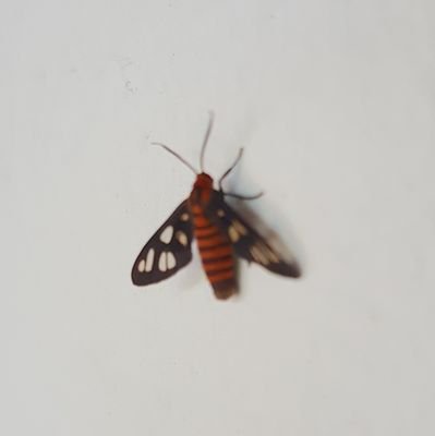 kirikumani Profile Picture
