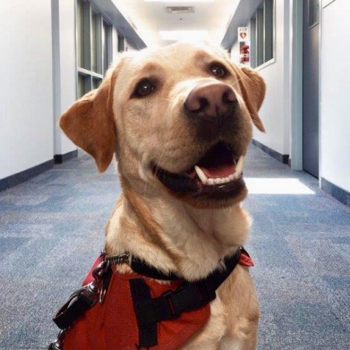 Accredited Facility Dog for the Halton Regional Police Victim Services Unit generously provided by the Lions Foundation of Canada Dog Guides