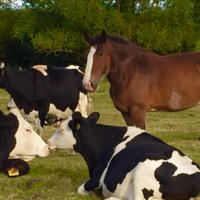 The Cart Horse (@northiamdairy) 's Twitter Profile